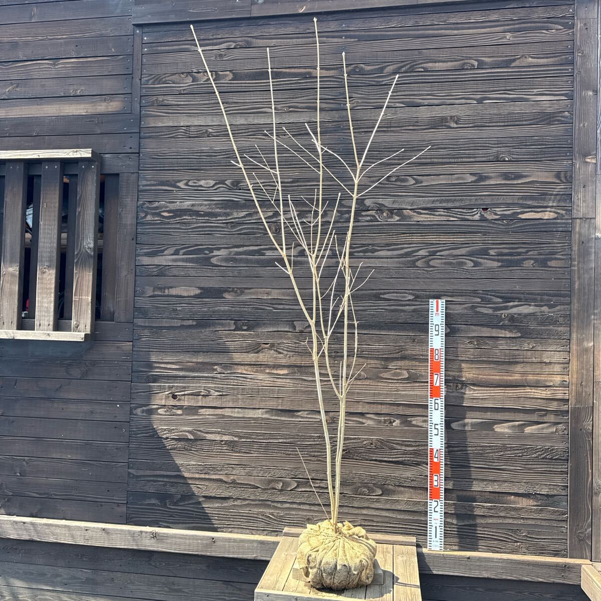 自生山採り/アオダモ/大株【現品発送】管理70147(植木、庭木 自生山採り/アオダモ/大株【現品発送】管理70147(植木、庭木