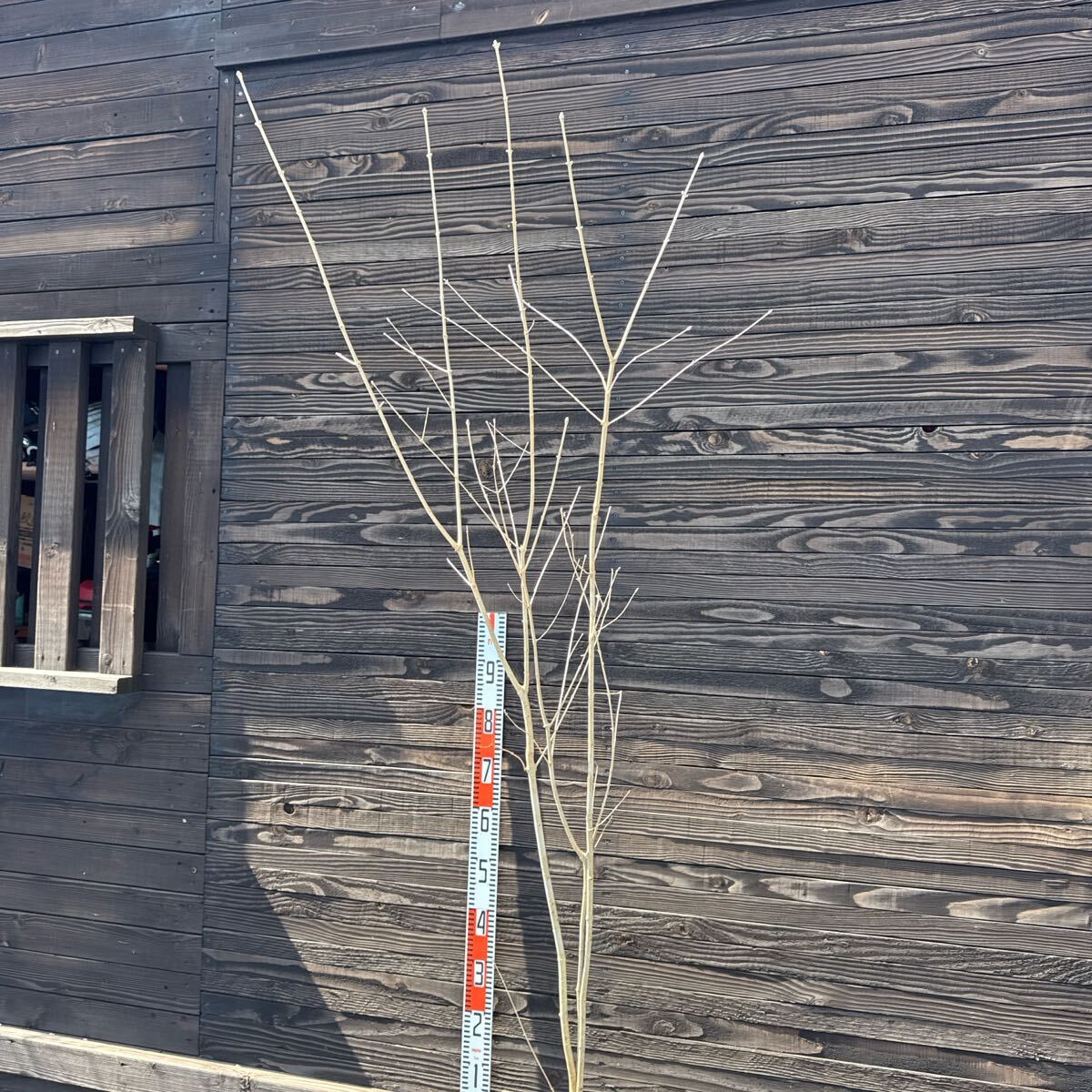 自生山採り/アオダモ/大株【現品発送】管理70147(植木、庭木 自生山採り/アオダモ/大株【現品発送】管理70147(植木、庭木