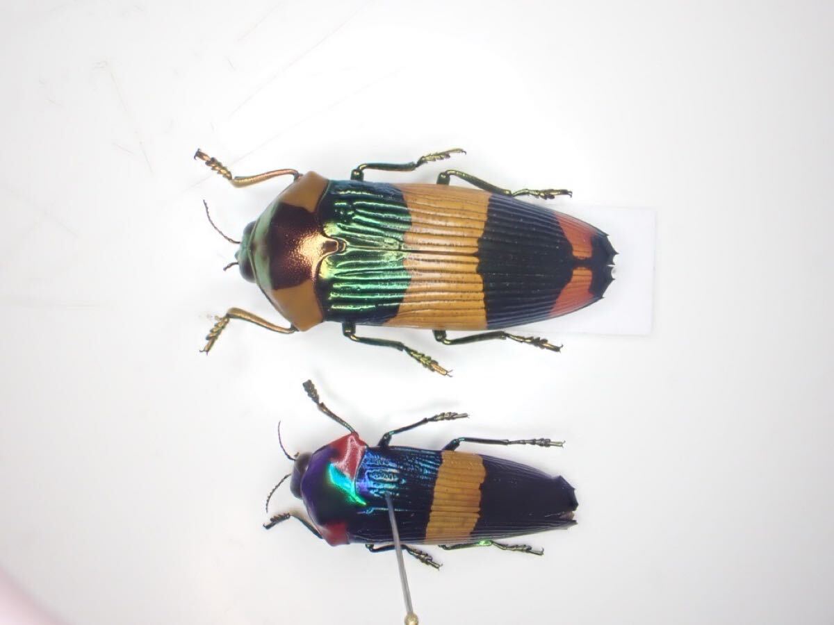超珍品!!超特大スハンダエオウサマムカシタマムシCalodema 超珍品!!超特大スハンダエオウサマムカシタマムシCalodema