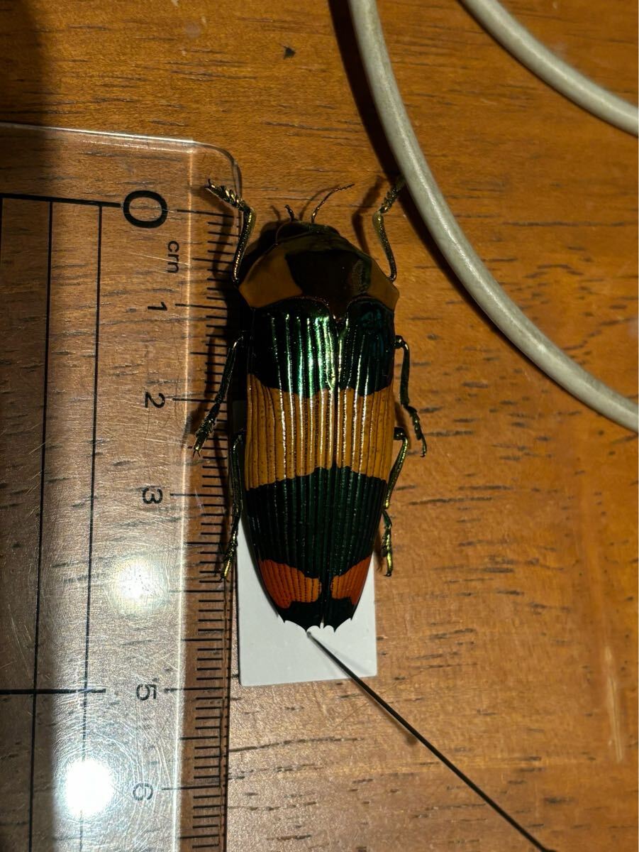 超珍品!!超特大スハンダエオウサマムカシタマムシCalodema 超珍品!!超特大スハンダエオウサマムカシタマムシCalodema