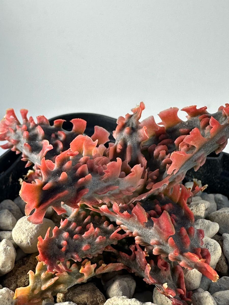 aloe hybrid アロエ ハイブリッド 交配種 多肉植物 レア(アロエ aloe hybrid アロエ ハイブリッド 交配種 多肉植物 レア(アロエ