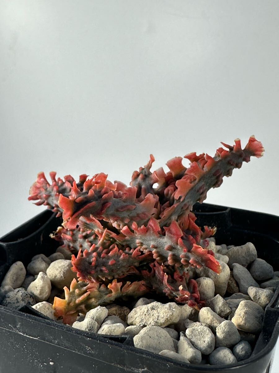 aloe hybrid アロエ ハイブリッド 交配種 多肉植物 レア(アロエ aloe hybrid アロエ ハイブリッド 交配種 多肉植物 レア(アロエ