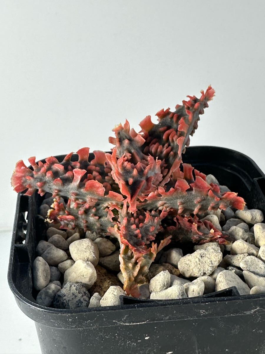 aloe hybrid アロエ ハイブリッド 交配種 多肉植物 レア(アロエ aloe hybrid アロエ ハイブリッド 交配種 多肉植物 レア(アロエ