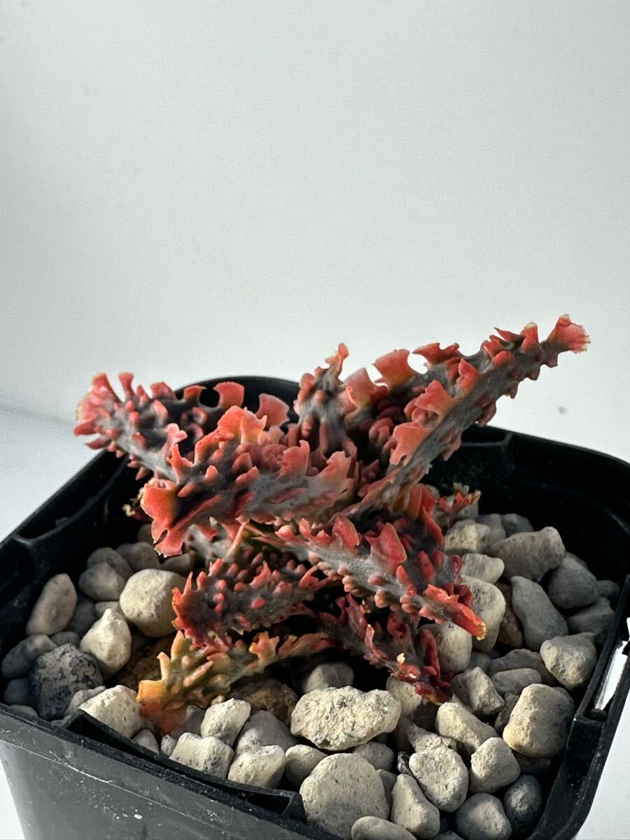 aloe hybrid アロエ ハイブリッド 交配種 多肉植物 レア(アロエ aloe hybrid アロエ ハイブリッド 交配種 多肉植物 レア(アロエ