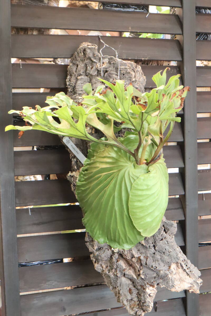 リドレイ　ワイルド【大株】 ビカクシダ・リドレイ (ワイルド) 成長記録・育て方 | シロウト園芸