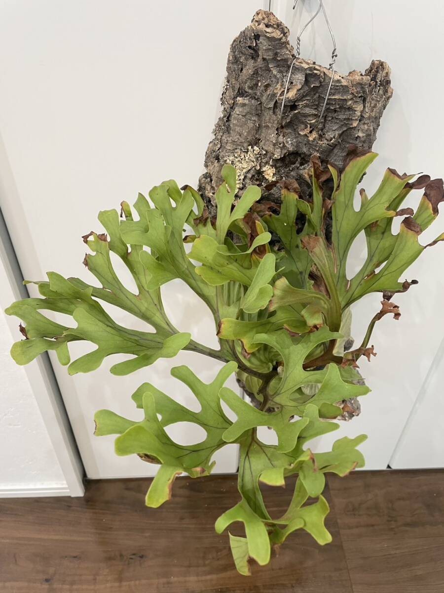 大株！ Platycerium ridleyi Wild 【LONG ROUND PLANTS