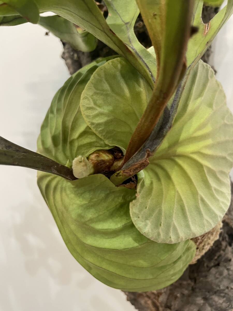 リドレイ　ワイルド【大株】 大株！ Platycerium ridleyi Wild 【LONG ROUND PLANTS