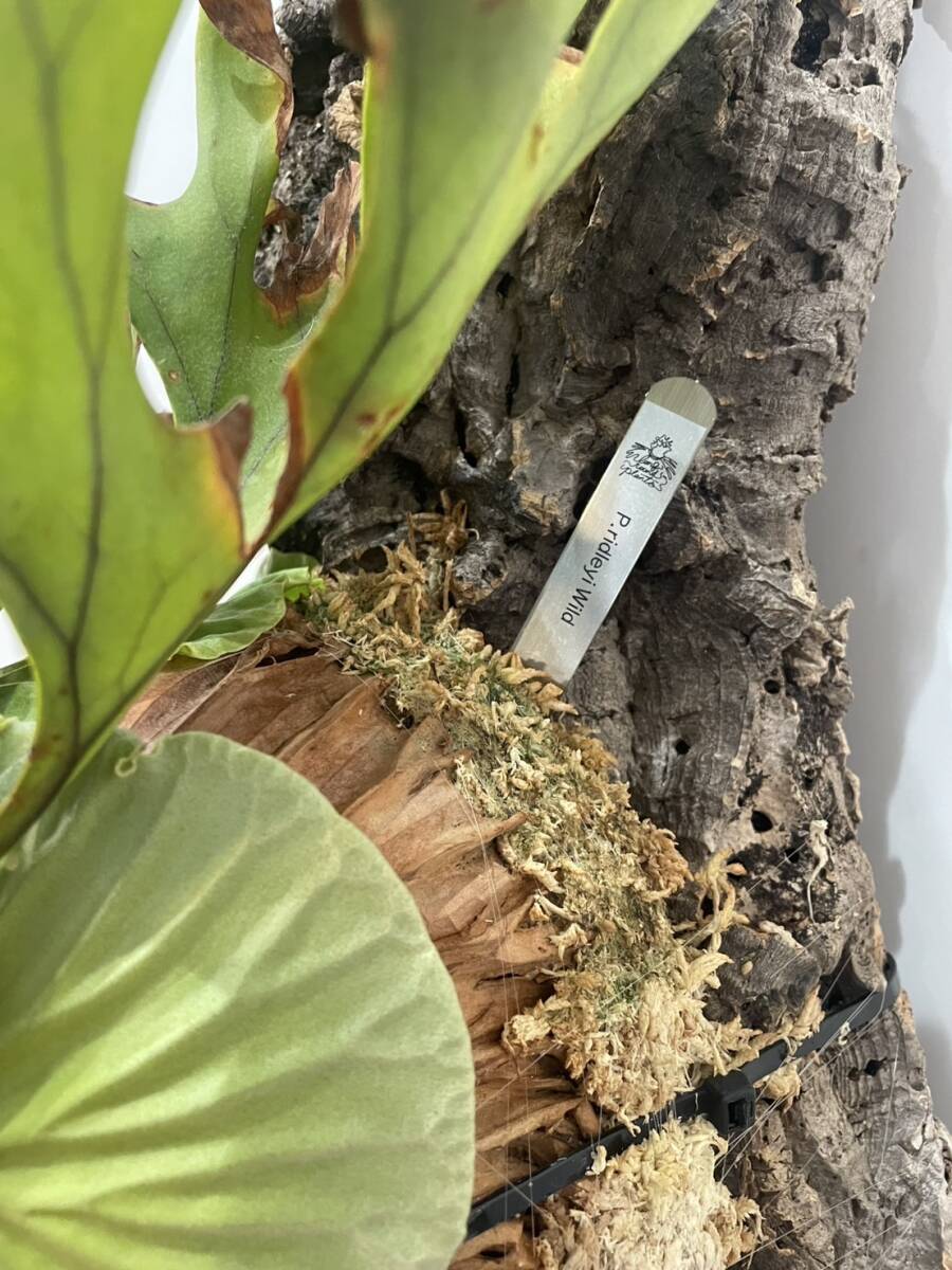 大株！ Platycerium ridleyi Wild 【LONG ROUND PLANTS