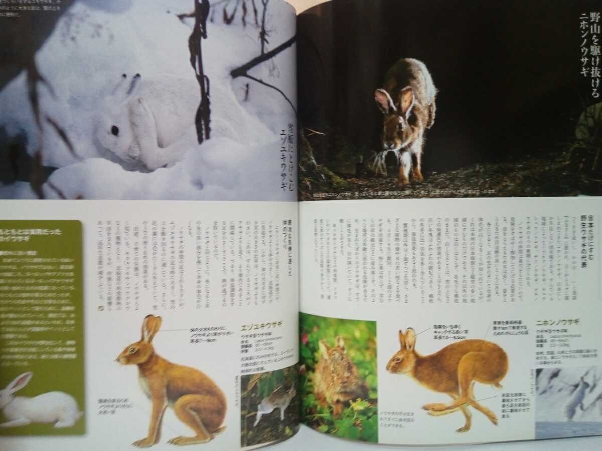 絶版◆◆週刊日本の天然記念物3 アマミノクロウサギ◆◆鹿児島県 奄美大島 徳之島☆夜行性 食事 天敵☆日本の野生ウサギ ニホンノウサギ 他