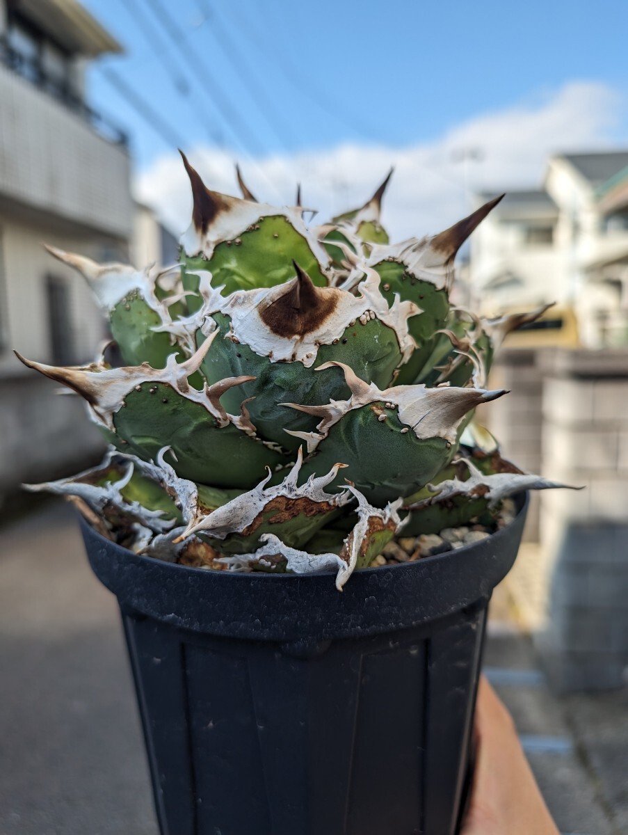 AGAVE TITANOTA surf001】最強血統 ブツブツ アガベ チタノタ AGAVE TITANOTA surf001】最強血統 ブツブツ アガベ チタノタ