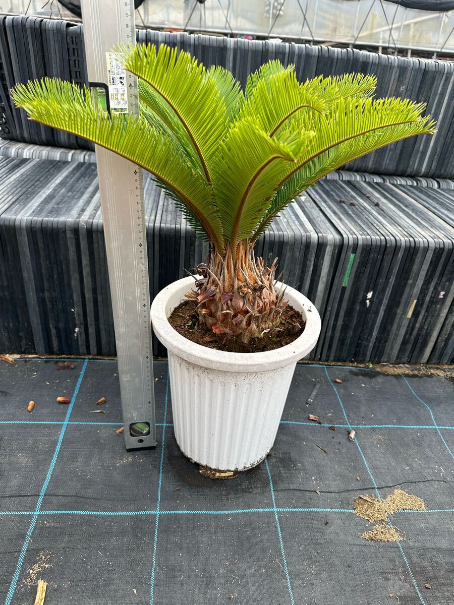 蘇鉄　ソテツ　 ガーデニング　植木　No.17 ※葉はカット済み