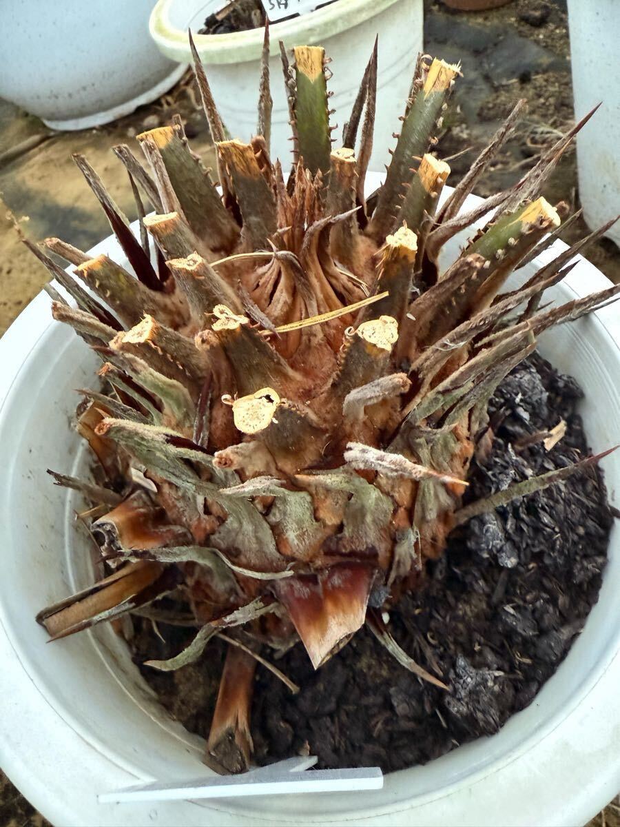 item_image_3