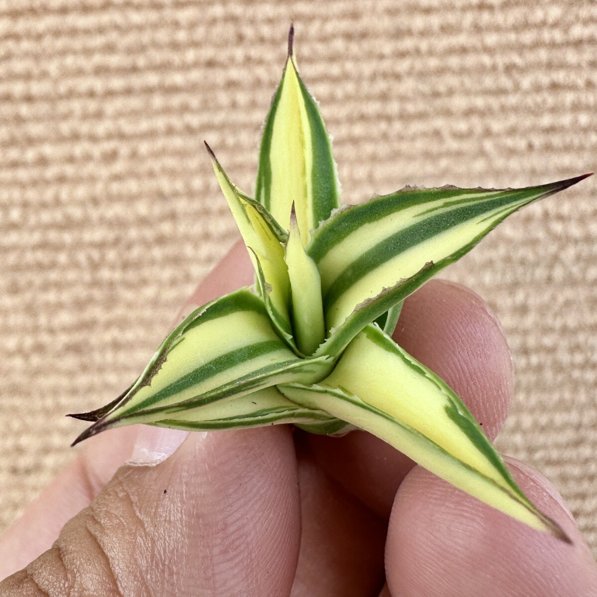 Lj_plants Z996 多肉植物アガベ スノーグロー錦 黄中斑 極上子株 Lj_plants Z996 多肉植物アガベ スノーグロー錦 黄中斑 極上子株