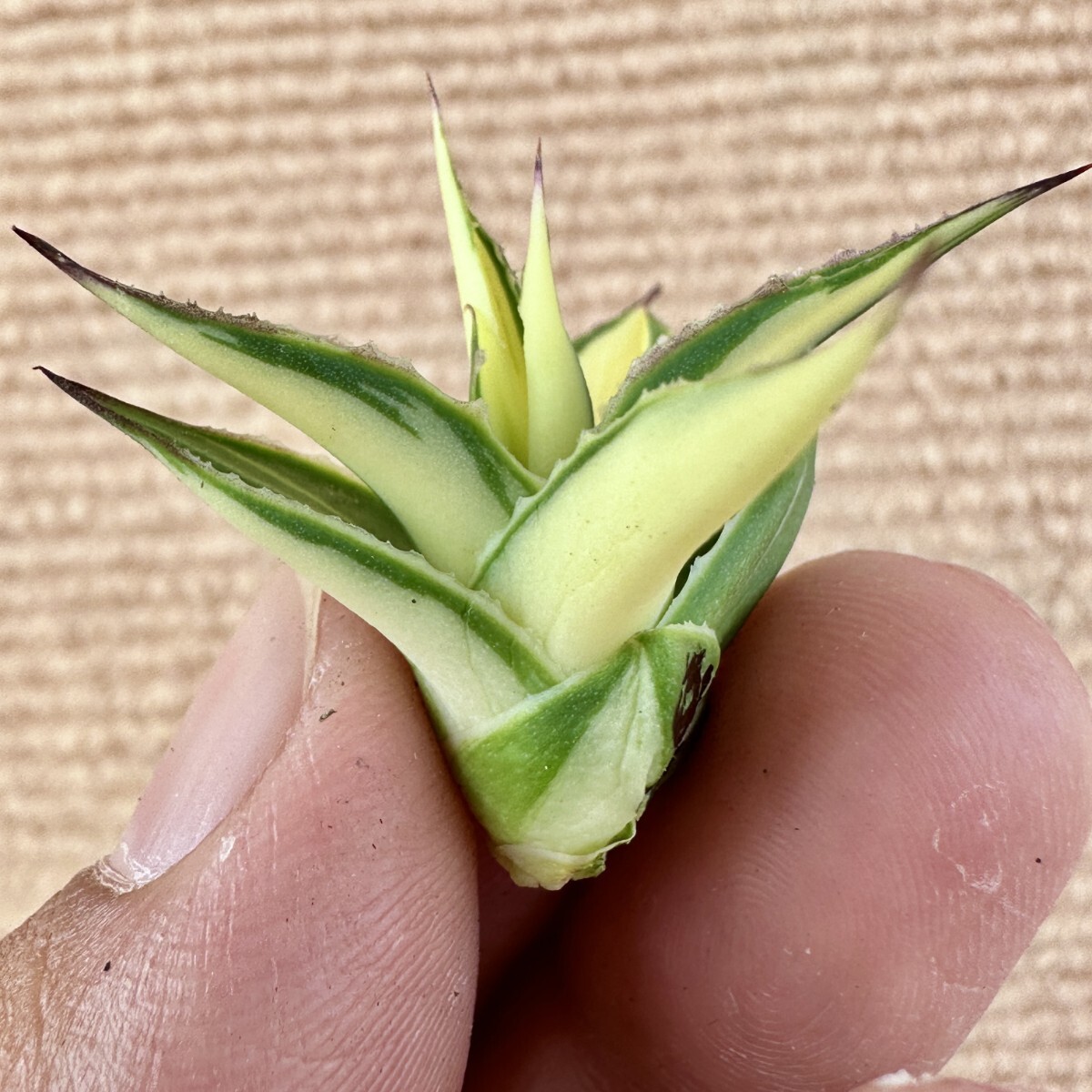 Lj_plants Z996 多肉植物アガベ スノーグロー錦 黄中斑 極上子株 Lj_plants Z996 多肉植物アガベ スノーグロー錦 黄中斑 極上子株