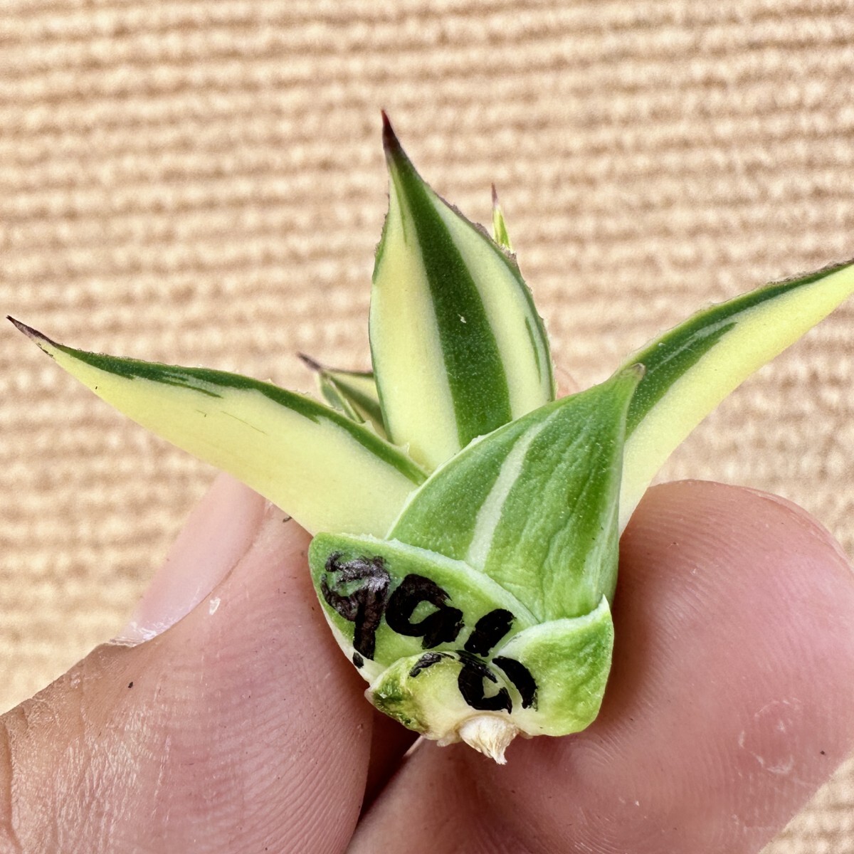 Lj_plants Z996 多肉植物アガベ スノーグロー錦 黄中斑 極上子株 Lj_plants Z996 多肉植物アガベ スノーグロー錦 黄中斑 極上子株