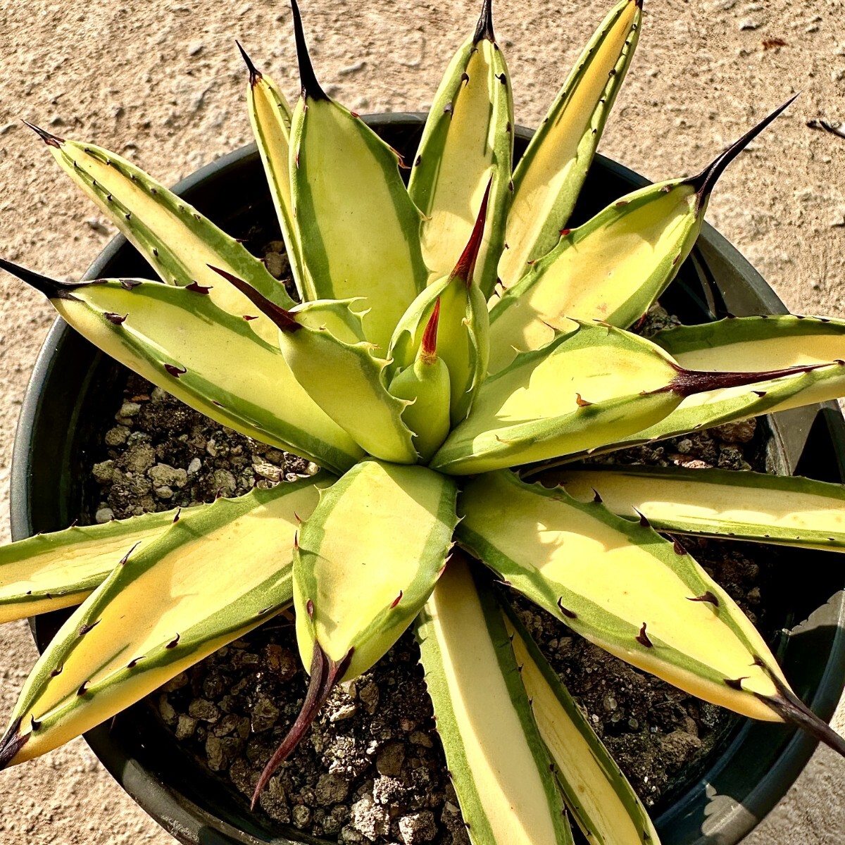 Lj_plants Z995 多肉植物 アガベ マクロアカンサ Agave Lj_plants Z995 多肉植物 アガベ マクロアカンサ Agave