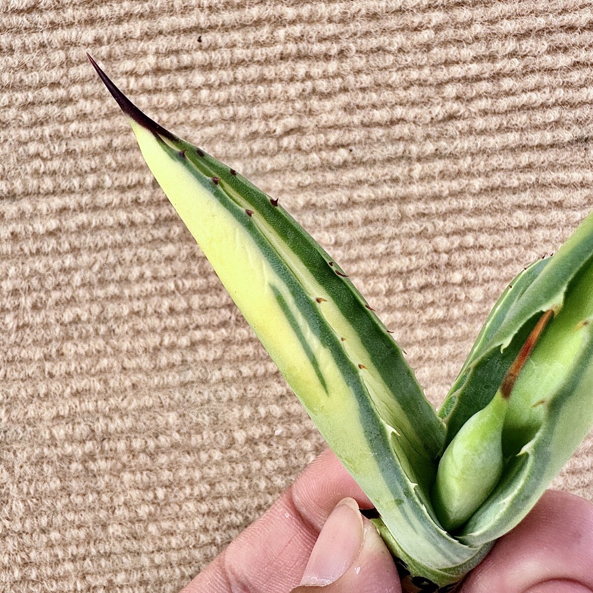 Lj_plants Z995 多肉植物 アガベ マクロアカンサ Agave Lj_plants Z995 多肉植物 アガベ マクロアカンサ Agave