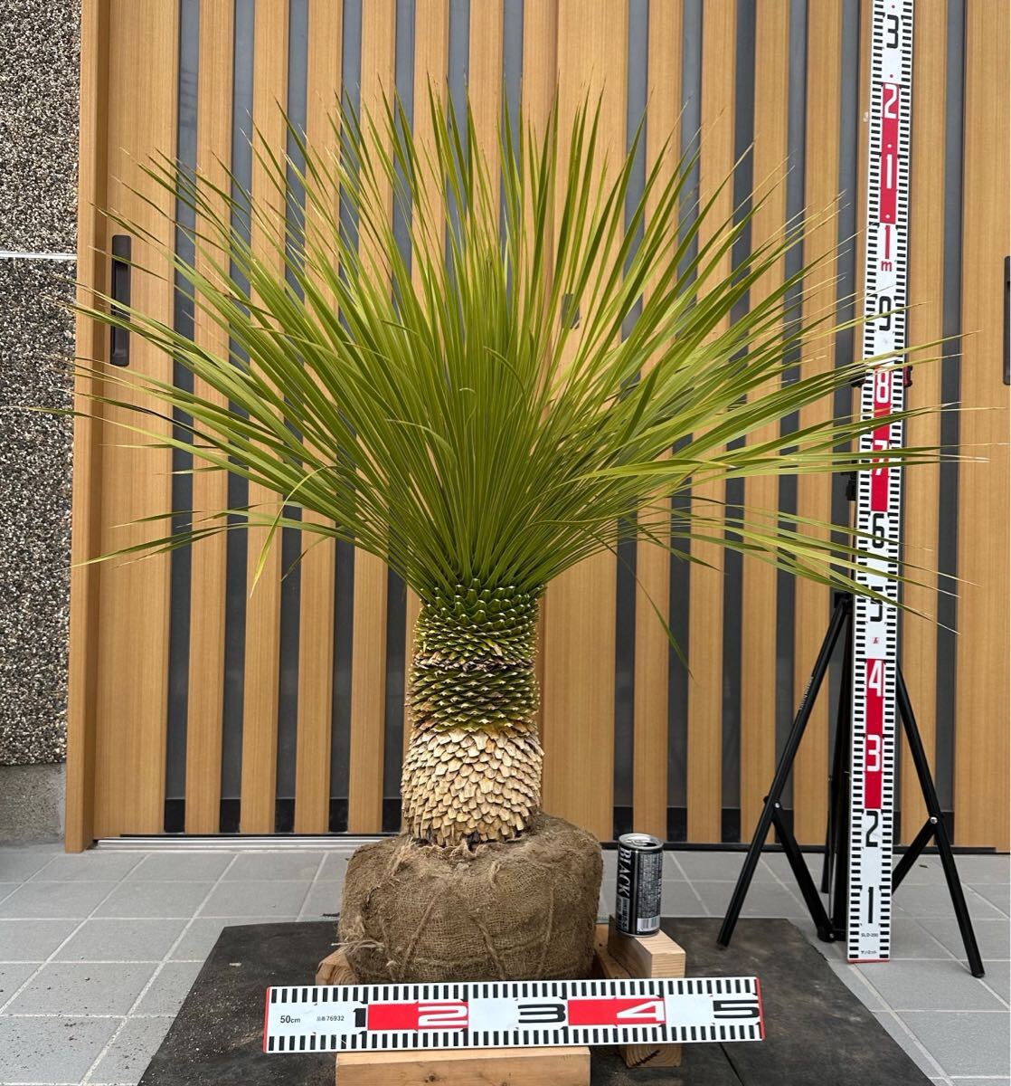 ◯ ユッカ ロストラータ ◯ 【樹高:約110㎝】ドライガーデン ◯ ユッカ ロストラータ ◯ 【樹高:約110㎝】ドライガーデン