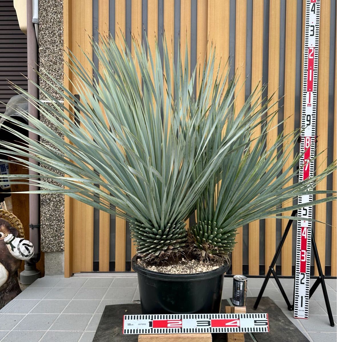 引取限定】◯ ユッカ ロストラータ 2頭 ◯ 【樹高:約120 引取限定】◯ ユッカ ロストラータ 2頭 ◯ 【樹高:約120