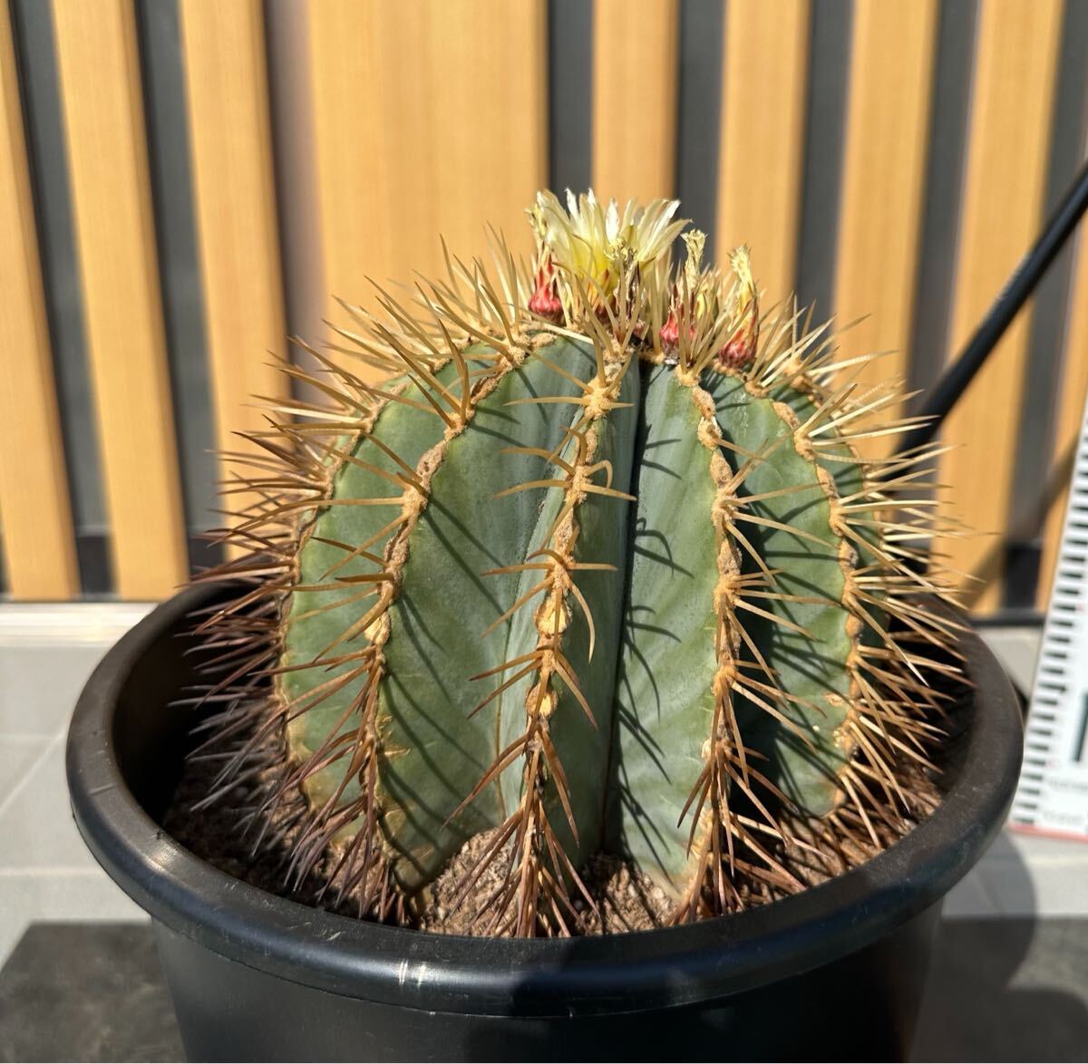◯ 王冠竜 サボテン ◯ 【樹高 約18cm】フェロカクタス 金鯱 ◯ 王冠竜 サボテン ◯ 【樹高 約18cm】フェロカクタス 金鯱