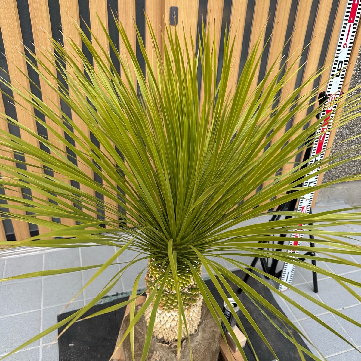 ◯ ユッカ ロストラータ ◯ 【樹高:約110㎝】ドライガーデン ◯ ユッカ ロストラータ ◯ 【樹高:約110㎝】ドライガーデン