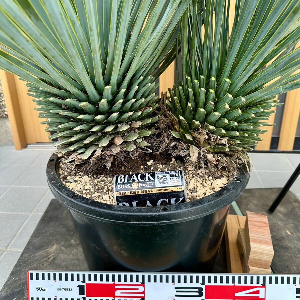 引取限定】◯ ユッカ ロストラータ 2頭 ◯ 【樹高:約120 引取限定】◯ ユッカ ロストラータ 2頭 ◯ 【樹高:約120