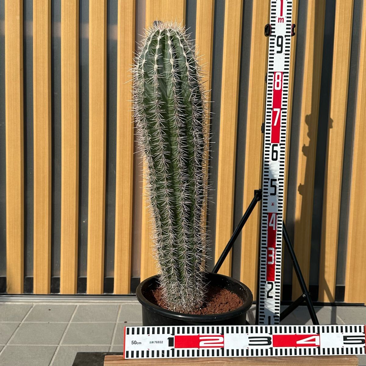 武倫柱 ブリンチュウ 【樹高:約88cm】May52 ◯ 武倫柱 ブリンチュウ ◯ 【樹高:約88cm】エキノカクタス