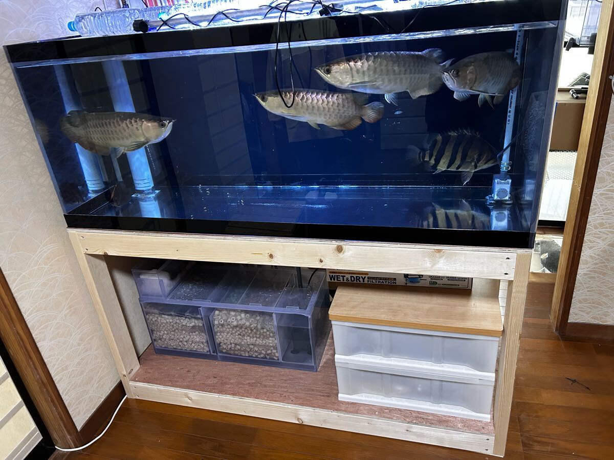 福岡 aqua vertex〜熱帯魚買取人〜 1500×600×600 オーバーフロー 福岡 aqua vertex〜熱帯魚買取人〜 1500×600×600 オーバーフロー
