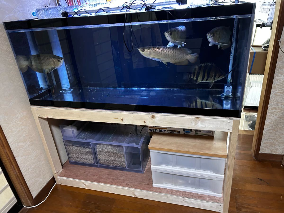 福岡 aqua vertex〜熱帯魚買取人〜 1500×600×600 オーバーフロー 福岡 aqua vertex〜熱帯魚買取人〜 1500×600×600 オーバーフロー