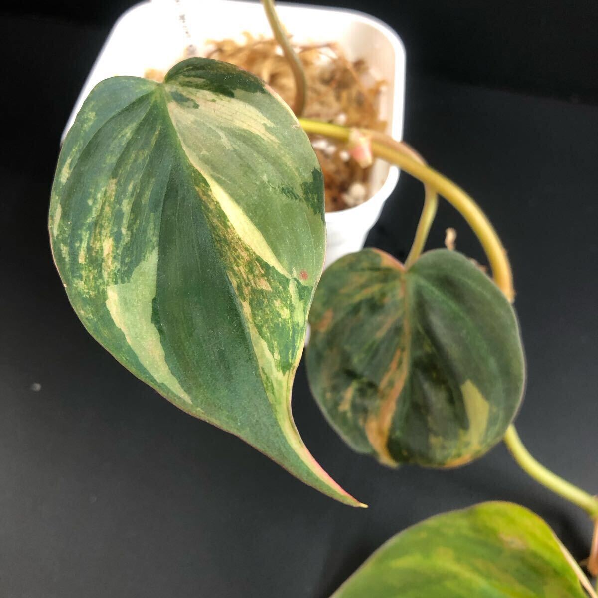 1057313】Philodendron micans pink variegated