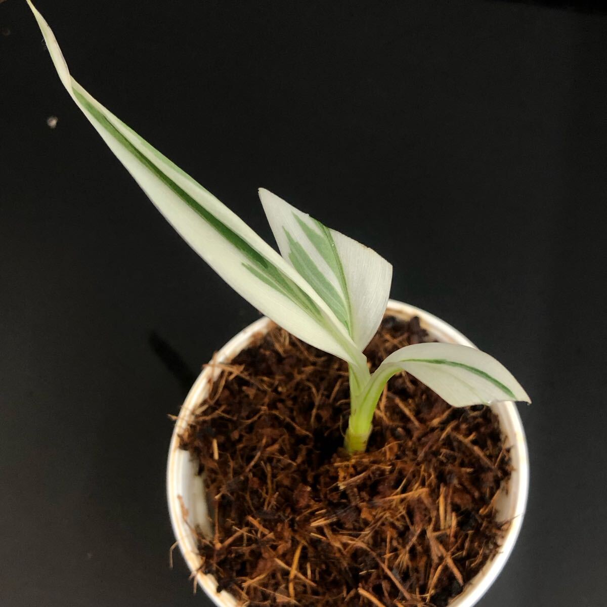 1837123】Musa aeae/ムサアエアエ 斑入りバナナ 順化済み 《eba