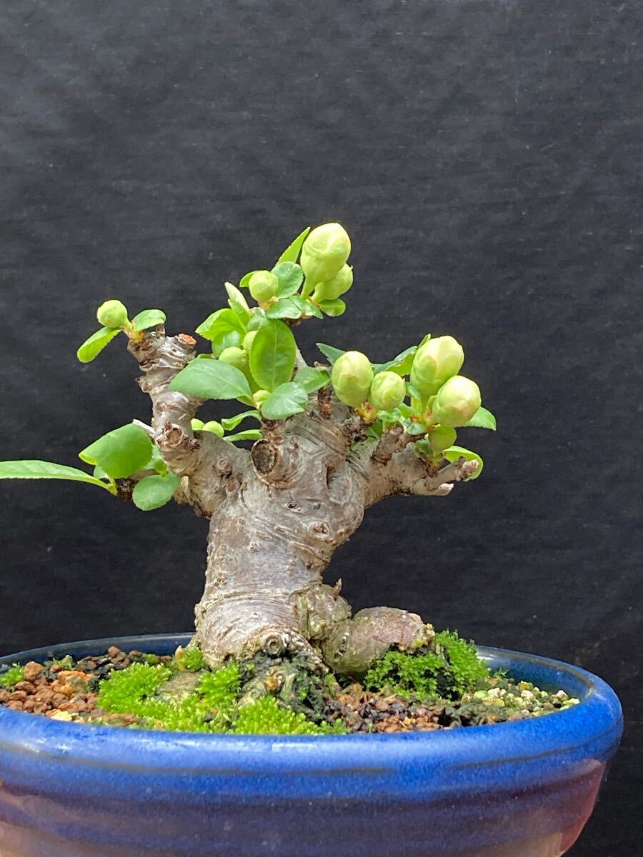 ミニ盆栽 寒ボケ白花 樹高10cm しとり ミニ盆栽 寒ボケ白花 樹高10cm しとり