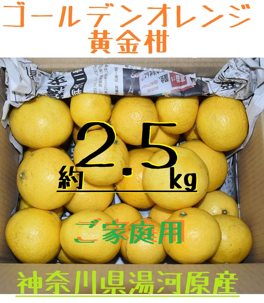 ゴールデンオレンジ 黄金柑 約2.5kg ご家庭用 神奈川県湯河原産 訳あり サイズ色々 期間限定 数量限定 柑橘 2.5キロ