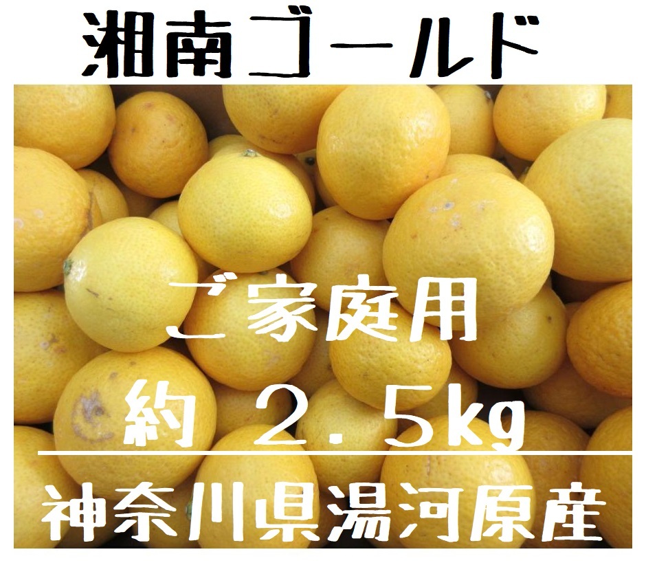 希少品種！ 湘南ゴールド 約2.5kg 神奈川県湯河原産 ご家庭用 訳あり サイズ色々 数量限定 期間限定 柑橘 2.5キロ