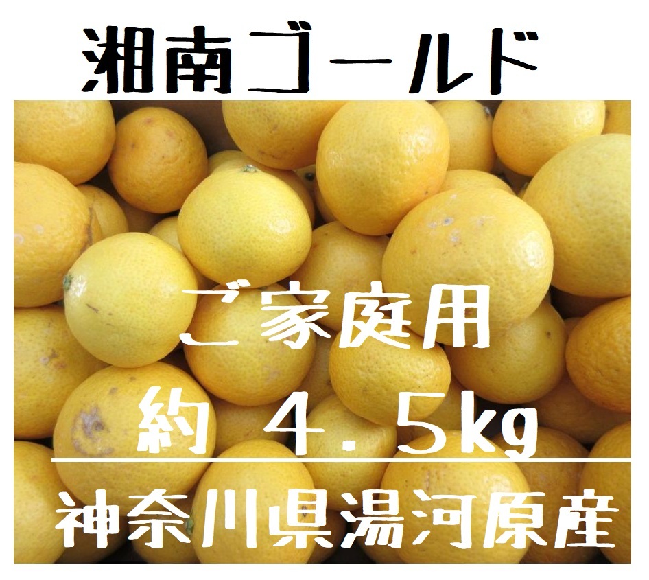 希少品種！ 湘南ゴールド 約4.5kg 神奈川県湯河原産 ご家庭用 訳あり サイズ色々 数量限定 期間限定 柑橘 約4.5キロ