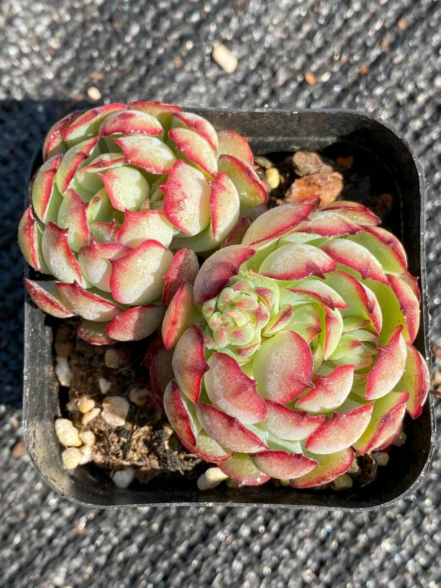35株 V-C88 小いちご 多肉植物 エケベリア 観葉植物 花 園芸 35株 V-C88 小いちご 多肉植物 エケベリア 観葉植物 花 園芸