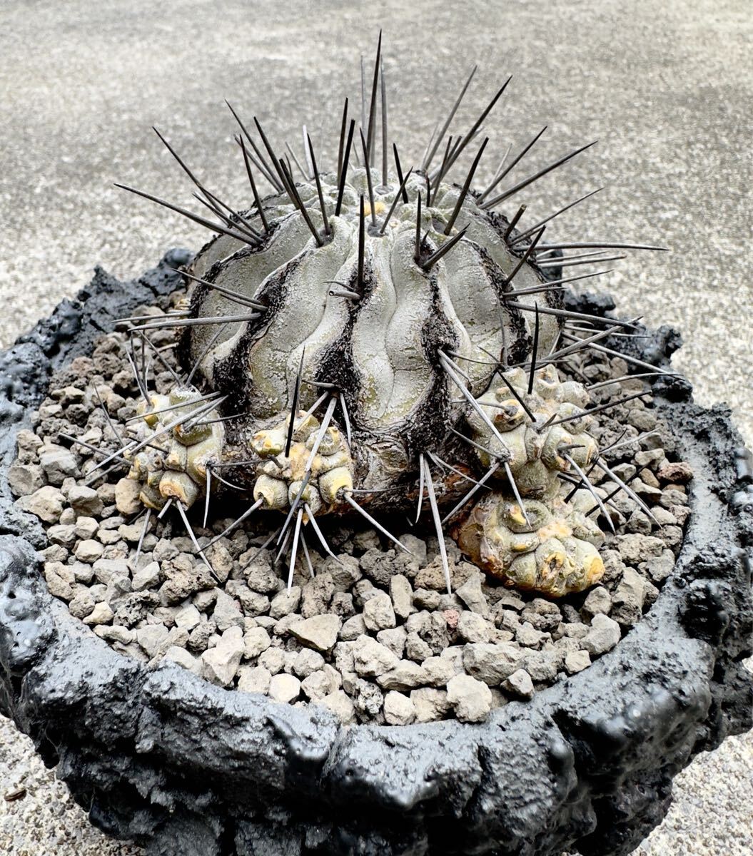 黒士冠 Copiapoa cinerea v. dealbata 山木 黒士冠 現地球 (孤竜 黒士冠 Copiapoa cinerea v. dealbata 山木 黒士冠 現地球 (孤竜