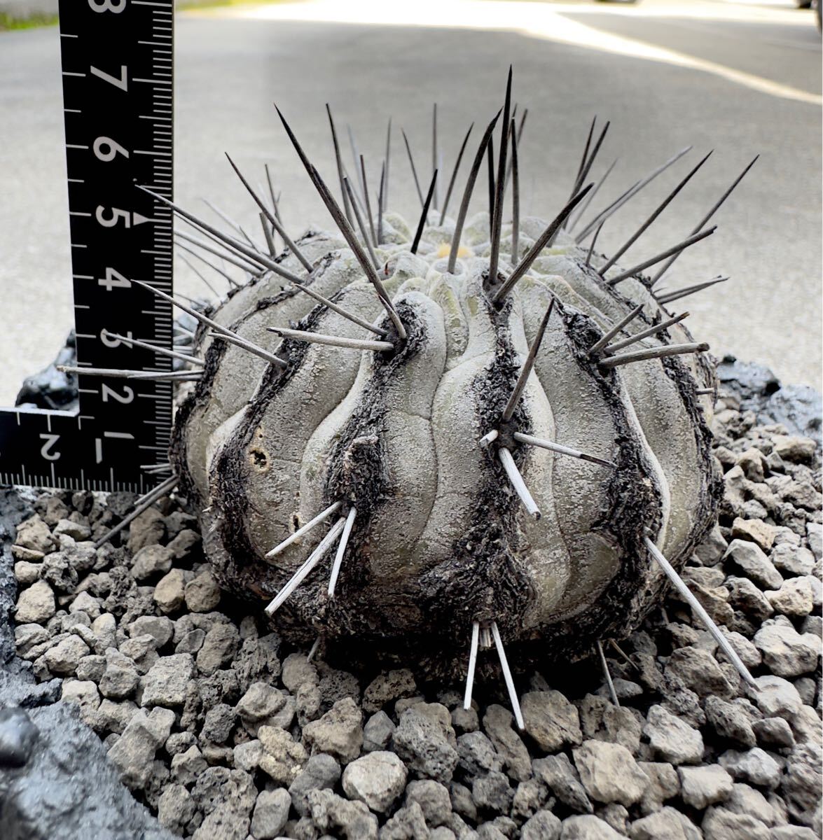 黒士冠 Copiapoa cinerea v. dealbata 山木 黒士冠 現地球 (孤竜 黒士冠 Copiapoa cinerea v. dealbata 山木 黒士冠 現地球 (孤竜