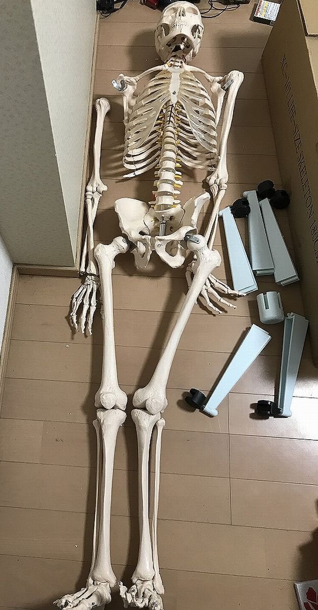 骨格標本 等身大 170cm ガイコツ 骸骨 ドクロ スカル オブジェ 骨格標本 等身大 170cm ガイコツ 骸骨 ドクロ スカル オブジェ