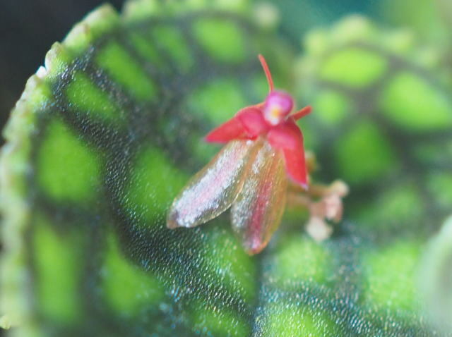 Yahoo!オークション - 03/31 Lepanthes.calodictyon 大株