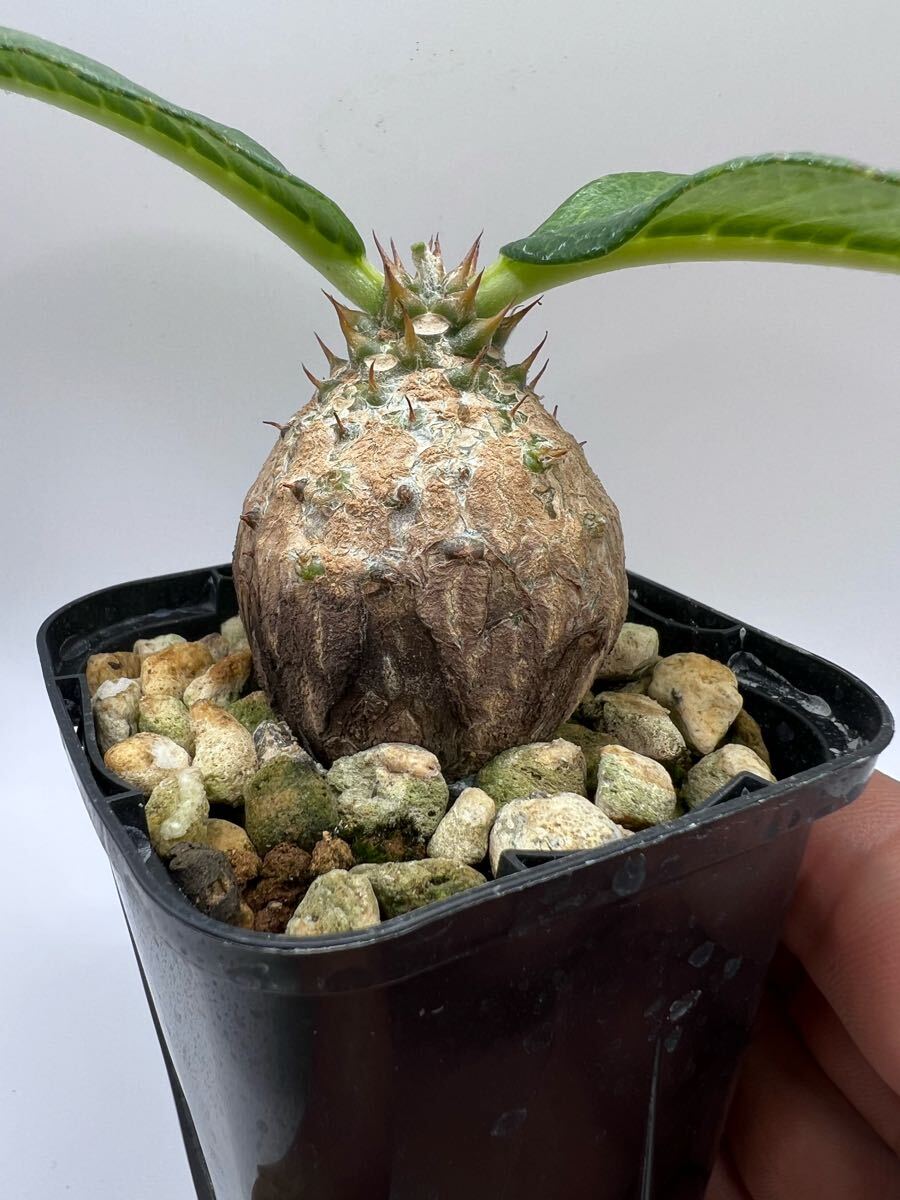 パキポディウム ウィンゾリー 実生 良型 塊根植物 コーデックス パキポディウム ウィンゾリー 実生 良型 塊根植物 コーデックス