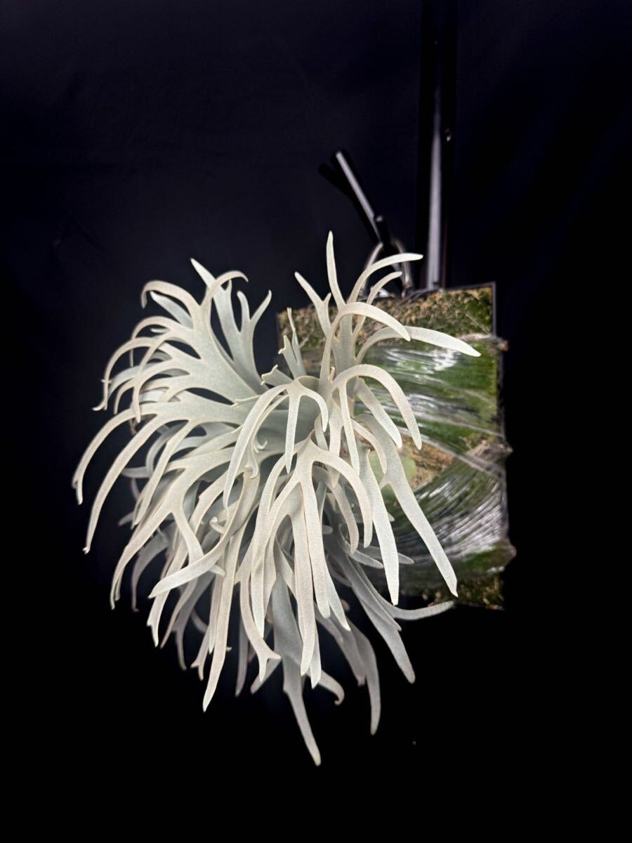 Blue queen dwarf】P. willinckii Blue Queen spore dwarf Blue queen dwarf】P. willinckii Blue Queen spore dwarf