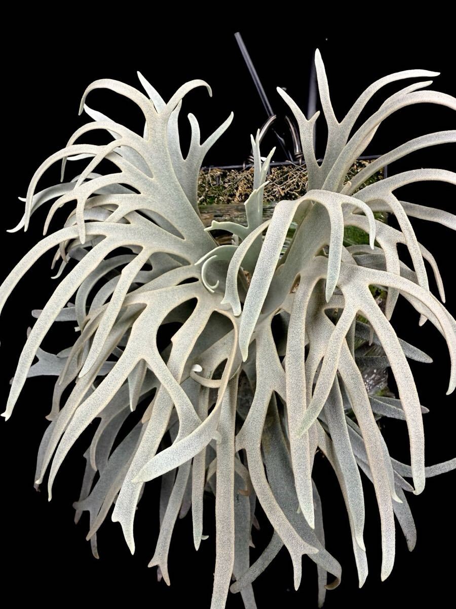 Blue queen dwarf】P. willinckii Blue Queen spore dwarf Blue queen dwarf】P. willinckii Blue Queen spore dwarf