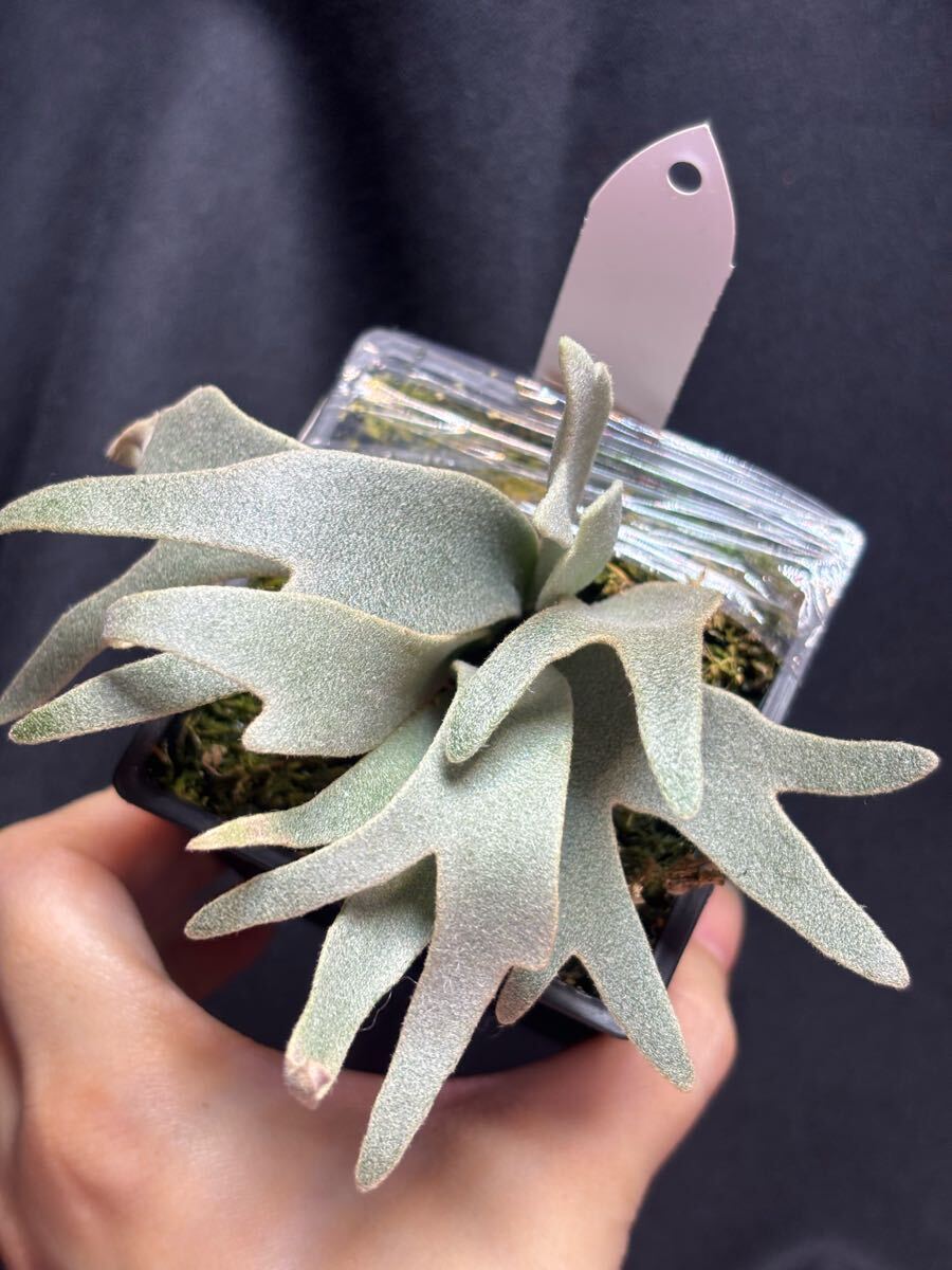 Blue queen dwarf】P. willinckii Blue Queen spore dwarf Blue queen dwarf】P. willinckii Blue Queen spore dwarf