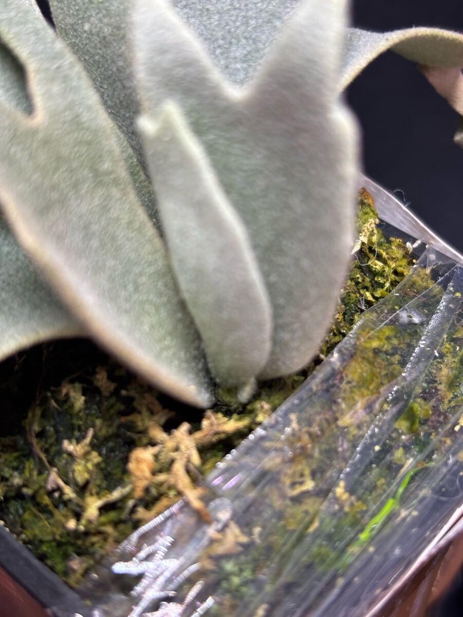 Blue queen dwarf】P. willinckii Blue Queen spore dwarf Blue queen dwarf】P. willinckii Blue Queen spore dwarf