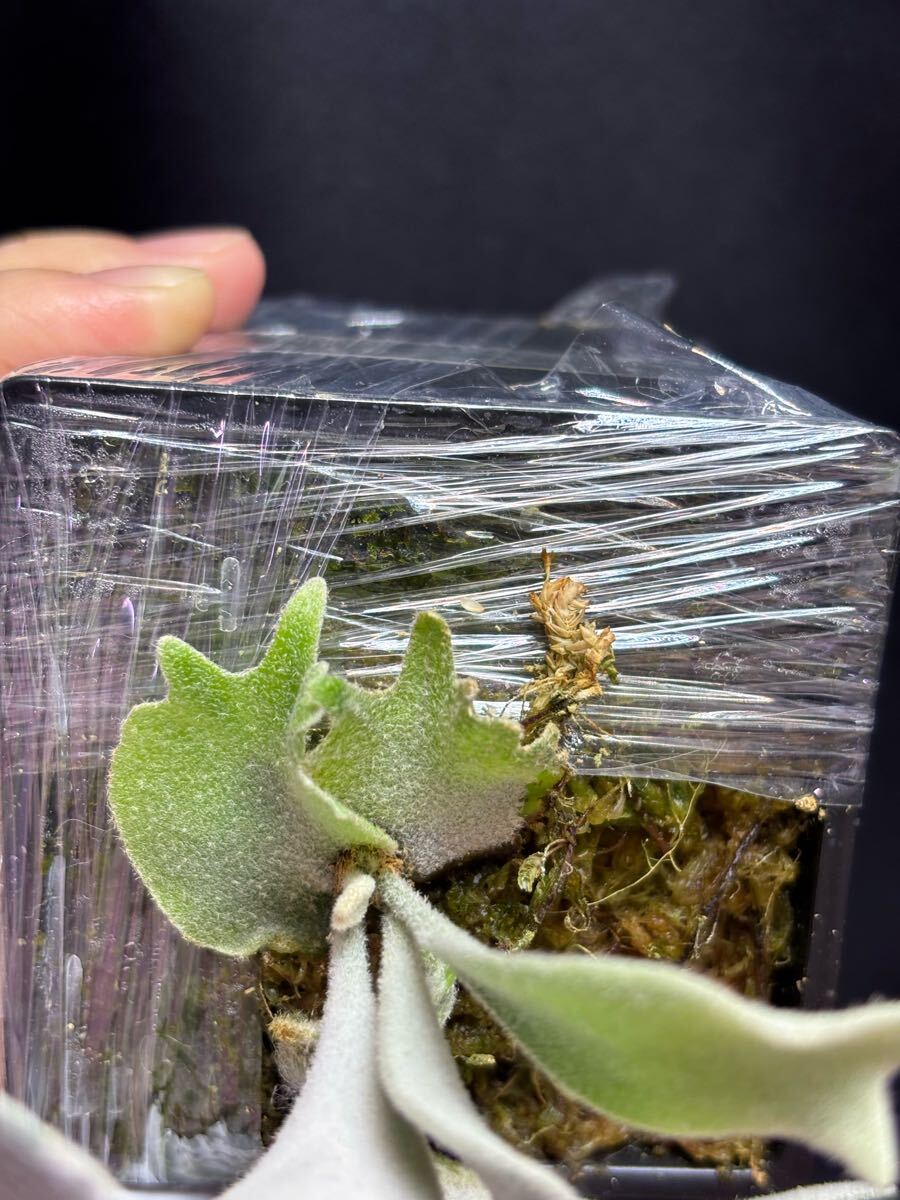 P. veitchii Auburn River dwarf sporelings select【OC P. veitchii Auburn River dwarf sporelings select【OC
