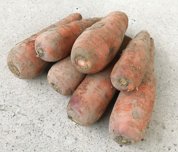 自然栽培 にんじん(1kg)★無肥料・無農薬★北海道の哲人から受け継がれた究極の自然農法★自然のエネルギーが詰まった癒しの野菜(*^^*)