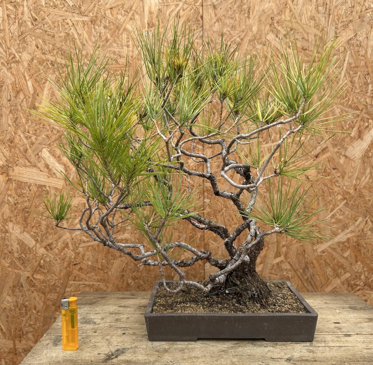 赤松　寄せ植え　野趣