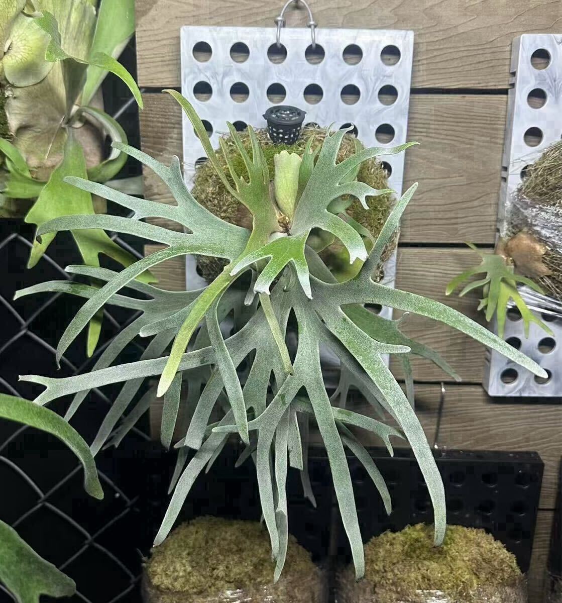 Yahoo!オークション - 54ビカクシダ Platycerium 台湾輸入株 Yahoo!オークション - 54ビカクシダ Platycerium 台湾輸入株