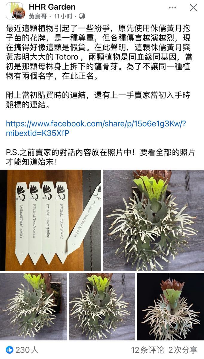 15ビカクシダ Platycerium 台湾輸入株タグ付き ウィリンキー 15ビカクシダ Platycerium 台湾輸入株タグ付き ウィリンキー